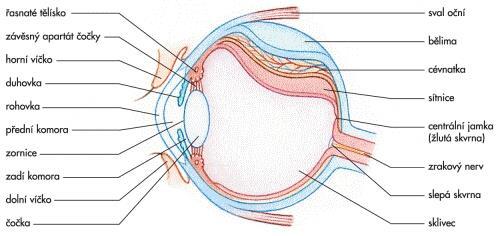 Anatomie oka http://leccos.