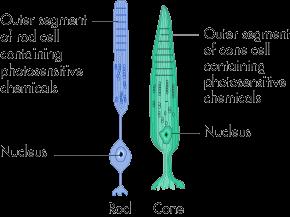 Tyčinky a čípky Vnější segment tyčinky nebo čípku obsahuje fotosenzitivní látky. V tyčinkách je touto látkou rodopsin.