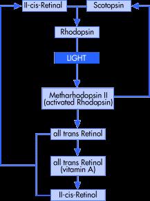 Biochemie