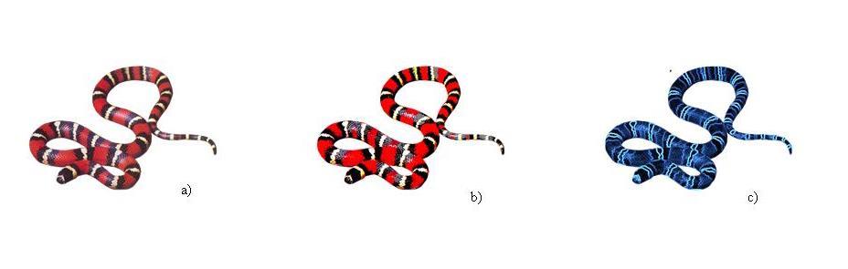 Obr. 2.3. Ukázka extrakce barev a hran z obrázku hada Lampropeltis triangulum oligozona pomocí speciálního programu Barvocuc.