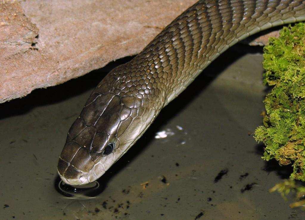 Mamba černá Dendroaspis