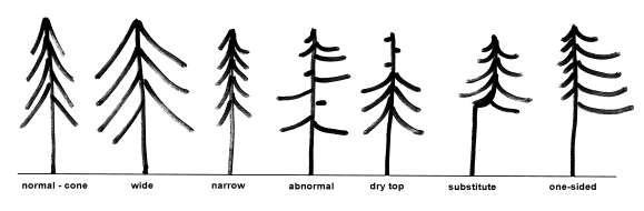 Tvar horní části koruny strana 12 ukazatel zda se v uplynulých letech vyskytly nepříznivé podmínky, které výrazně zhoršily přírůst juvenilní části koruny 1) normální kužel 2) široká dochází k redukci