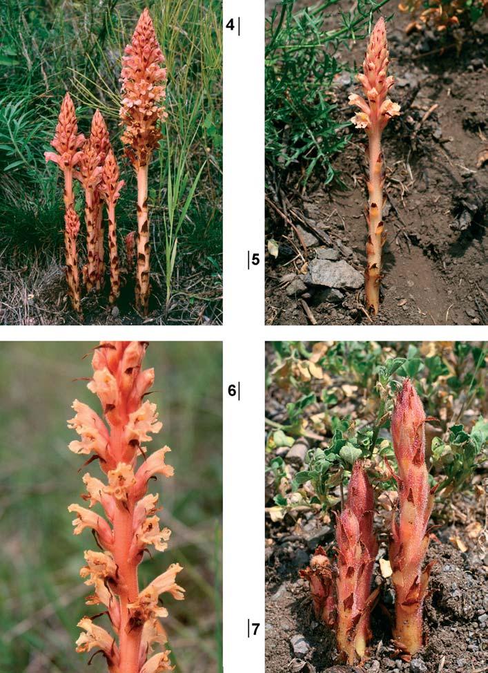 J. ZÁZVORKA Figs 4 7. 4 Orobanche kochii, northern Bohemia, Èeské støedohoøí hills, Havraní skála rock near Sebuzín village, 2005. Photo M. Køíž. 5 O.