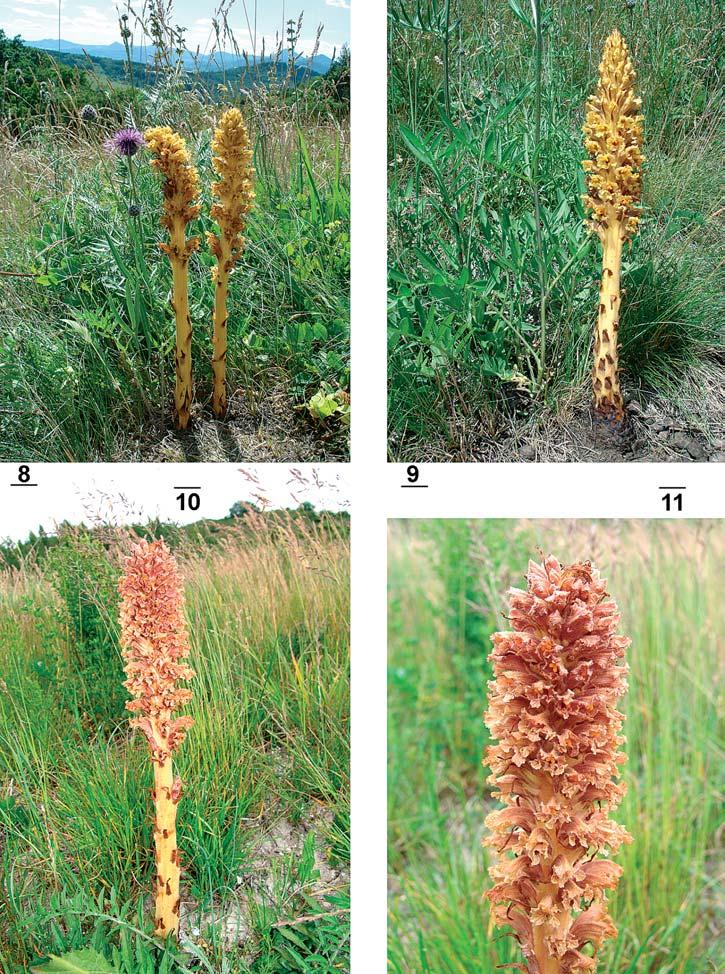 Orobanche kochii and O. elatior in central Europe Figs 8 11.