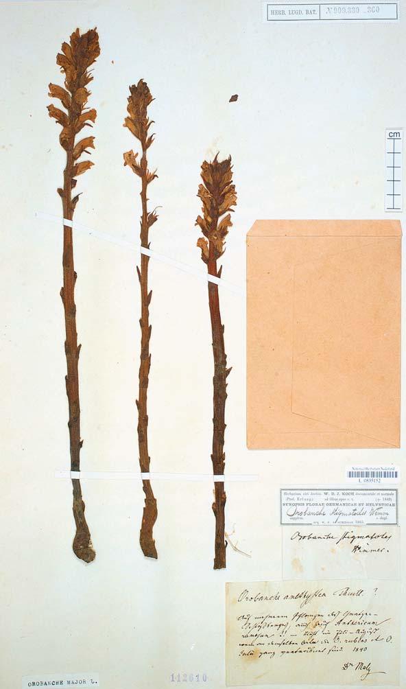 J. ZÁZVORKA Fig. 12. Orobanche kochii F. W.