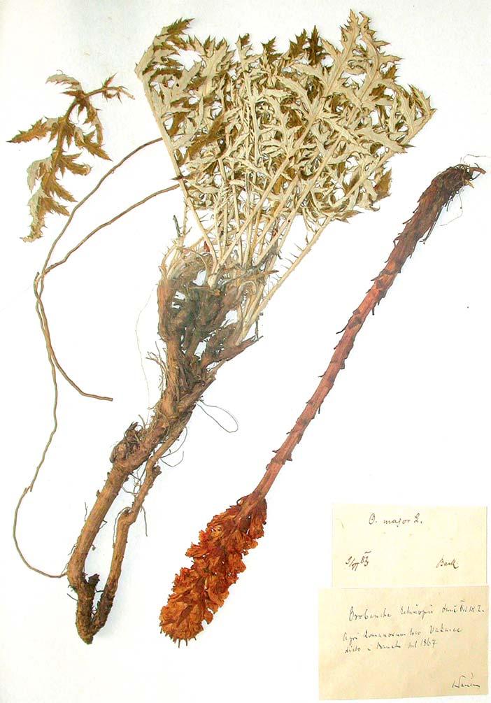 Orobanche kochii and O. elatior in central Europe Fig. 13.