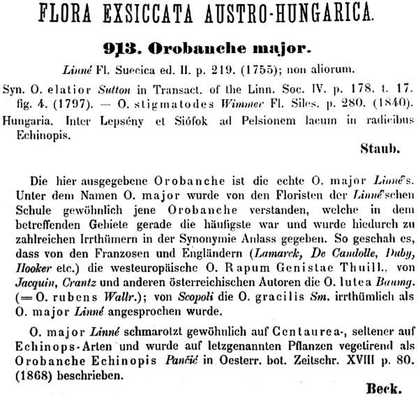 Orobanche kochii and O. elatior in central Europe broomrapes to this day. Beck had, however, little experience (if any) with O. elatior sensu orig. Sutton. He erroneously considered O.