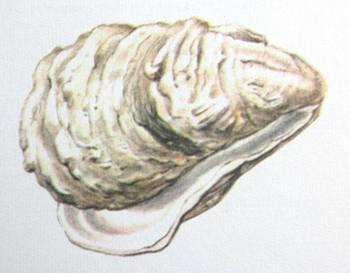 rybničná (Anodonta cygnea) Velebrub