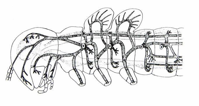 Podkmen: Mnohonozí (Myriapoda) Tělo členěno na hlavu a
