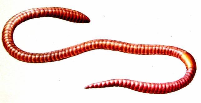 Půdní čeledi: Žížalovití (Lumbricidae) - druhy anektické (pronikají do hloubky přes 2 m) žížala obecná (Lumbricus terrestris) - epigeické (v půdách s mohutnou
