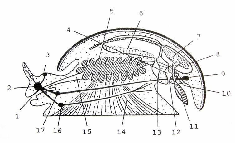Kmen: Měkkýši (Mollusca) * Svalnatá noha, hlava, útrobní vak *