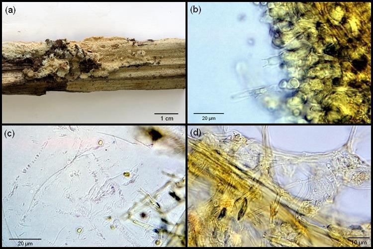 Obrázek 4. S. ciliolatum. (a) pohled na plodnici her ářová položka, (b) bazidie na povrchu hymenia, (c) eliptické spory, (d) generativní hyfy s přezka i.