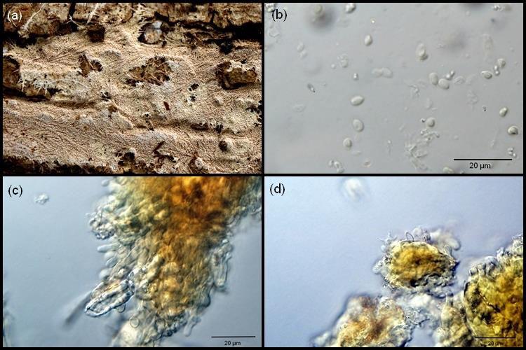 12 2,8 3,2 µm. Spory jsou eliptické s rozměry (3 )3,7 4,1 (4,9) (2,0 )2,2 2,6 (3,0) µm. Obrázek 6. S. fimbriatum.