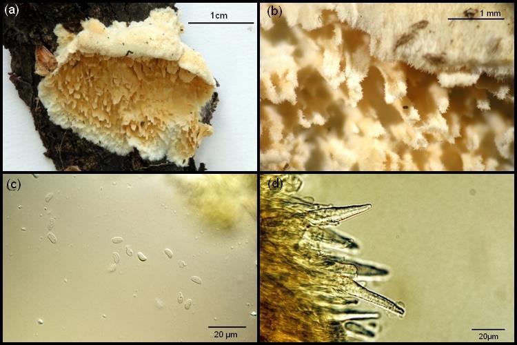 Obrázek 16. S. oreophilum. (a) pohled na plodnici her ářová položka, detail ost ů, (c) úzce eliptické bazidiospory, (d) inkrustované pseudocystidy s kuželovitý zako če í na povrchu hy e ia ost ů.