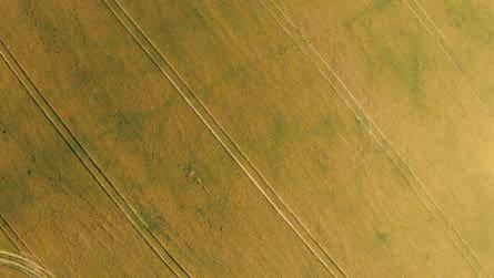 Obr. 20 detail 17. 7. 2014 Projev drenáží na porostech pšenice ozimé se zachoval, dokonce i zkvalitnil na snímcích ze 7. 7. 2014, pořízených již v období velkého sucha, tzn.