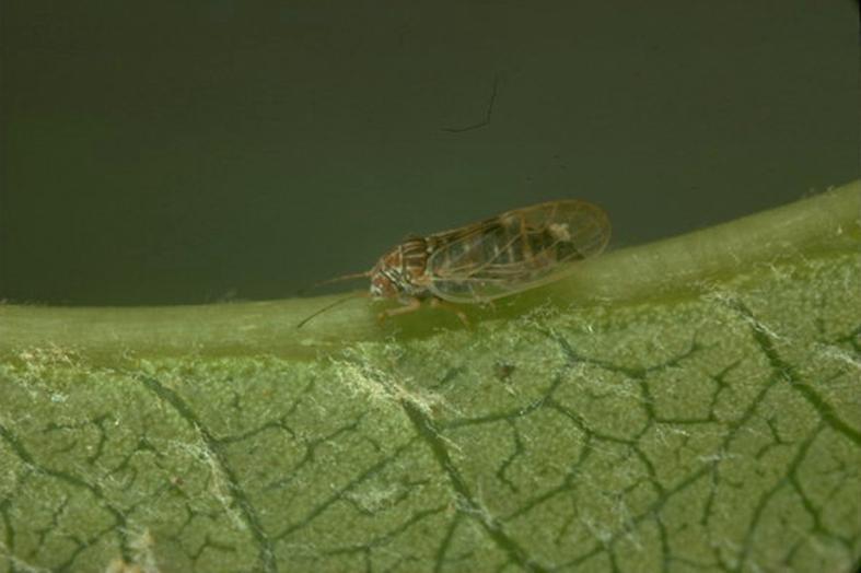 ochranu mera skvrnitá (Cacopsylla pyri) hlavní škůdce