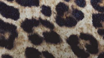 leopard Leopard leather