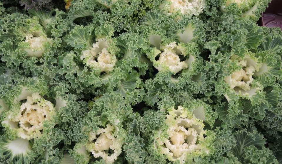 JN Brassica oleracea convar.
