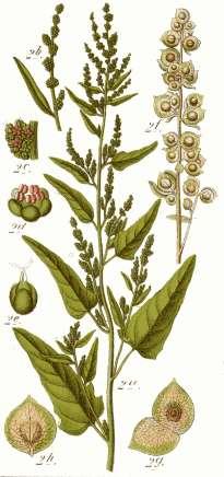 Atriplex hortensis (lebeda zahradní) Původ: pravděpodobně V Evropa, dnes v mírném pásu téměř kosmopolitně Popis: mohutná, rychle rostoucí až 2 m vysoká jednoletá rostlina s pomoučenými