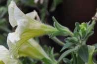 Petunia x hybrida (petúnie zahradní) Původ: asi kříženec Petunia axillaris (J Amerika) a P.