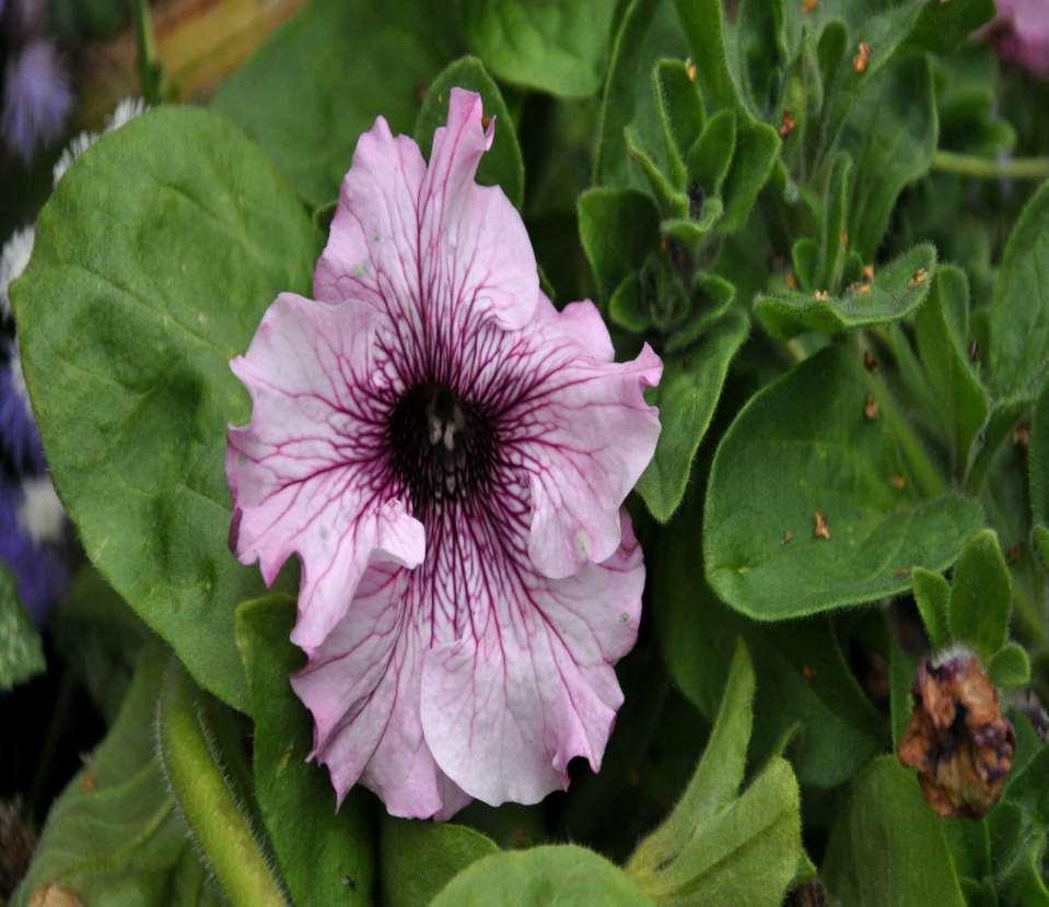 JN Petunia x hybrida Grandiflora VELKOKVĚTÁ
