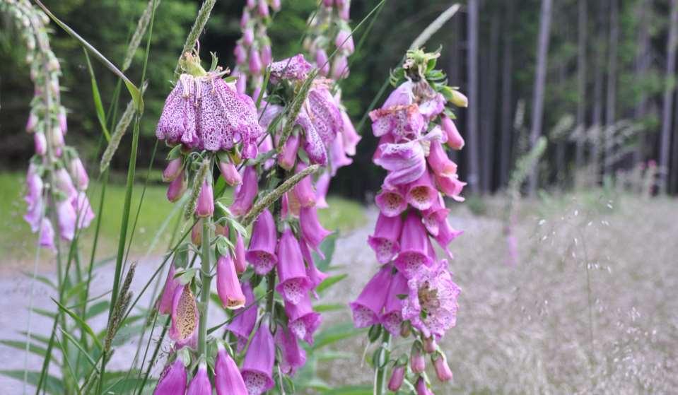 Digitalis purpurea (náprstník červený) 'terminal peloria', a well-known floral genetic mutation that occurs spontaneously but infrequently in nature.