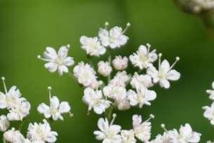 Řád Apiales Čeleď Apiaceae (miříkovité) byliny, vzácně keře listy střídavé,