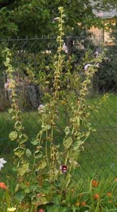 Malvaceae (slézovité) Alcea rosea (topolovka růžová) Původ: stará kulturní plodina snad z V Středomoří Popis: až 2,5 m vysoká chudě větvená dvouletá rostlina se střídavými dlanitými, plstnatými listy