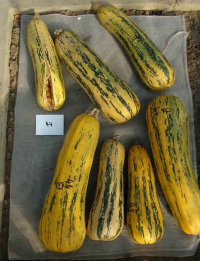 Variation in morphologic traits within and among Cucurbita pepo