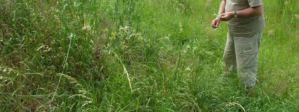 great potential for further plant breeding 4. recently Lactuca collection includes 1 300 samples Doležalová I., Lebeda A., Vondráková D., 2008.