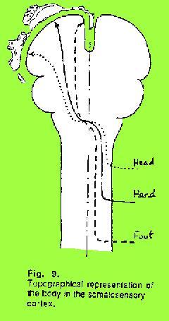 Senzitívne sy comissura anterior alba Bolesť, teplo, chlad syringomyelická disociácia Syringomyelia Intramedulárne tumory Homolaterálne porucha hlbokej citlivosti Kontralaterálne porucha citlivosti