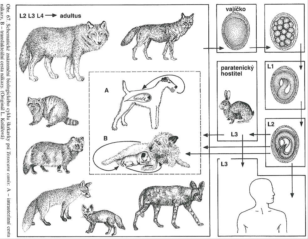 MOŽNOSTI NÁKAZY DEFINITIVNÍCH HOSTITELŮ 1 vajíčky per-os 2 intrauterinně 3