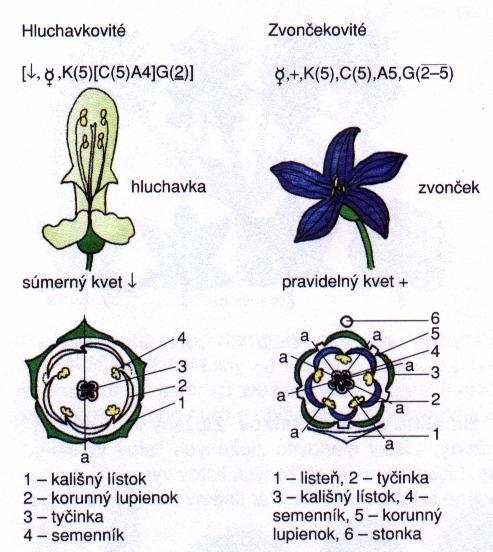 prvosienka: * K(5) [C(5)A(5)] G(5) čítaj: pravidelný kvet, ktorého kalich je zrastený z 5 kališných lístkov, 5 zrastených korunných lupienkov zrastá spolu s 5 tyčinkami, vrchný piestik zrástol z 5