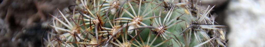 brevispina. Dnes je var. brevispina považována za synonymum k Gymnocactus ysabelae.