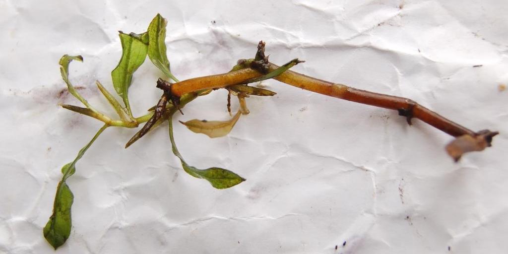 Obrázek 2: Fragment lodyhy druhu Potamogeton lucens s vyrůstající dceřinou rostlinkou. 11.4.