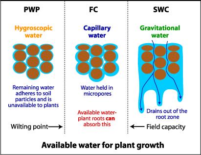 Půdní hydrolimity Polní kapacita (FC) voda v půdě po odtoku gravitační vody maximální kapilární kapacita bod trvalého vadnutí (PWP) mezní hranice obsahu vody v půdě, kdy ji rostliny dokážou čerpat,