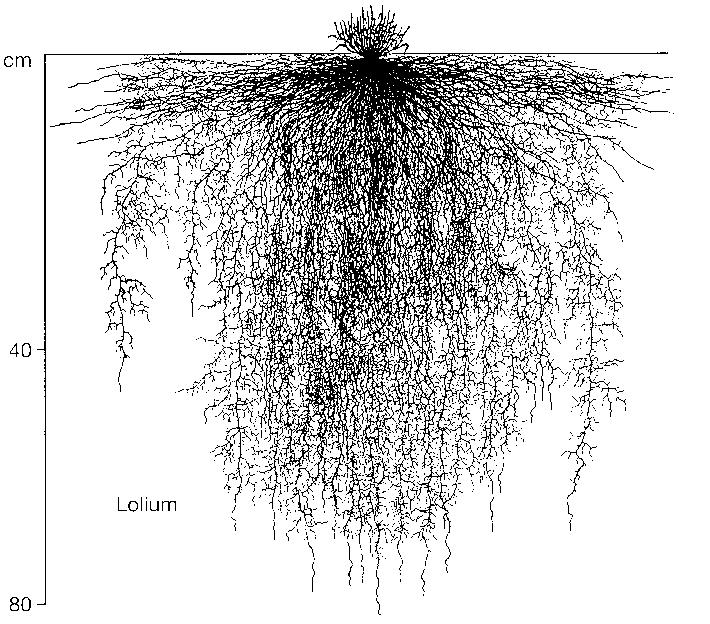 Kořenový systém rostlin Intenzivní kořenový systém velmi hustá síť vláknitých, intenzivně větvených kořenů typicky trávy, palmy, některé dřeviny (buk) extenzivní hlavní kořen a systém dlouhých