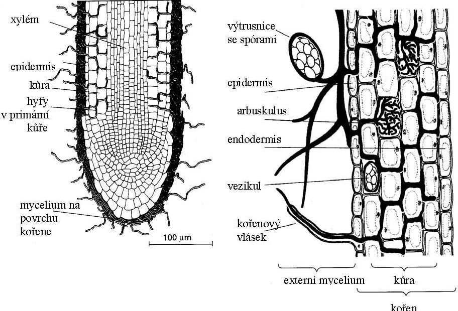 příjem vody rostlinami mykorhiza (83% druhů dvouděložných, 78%