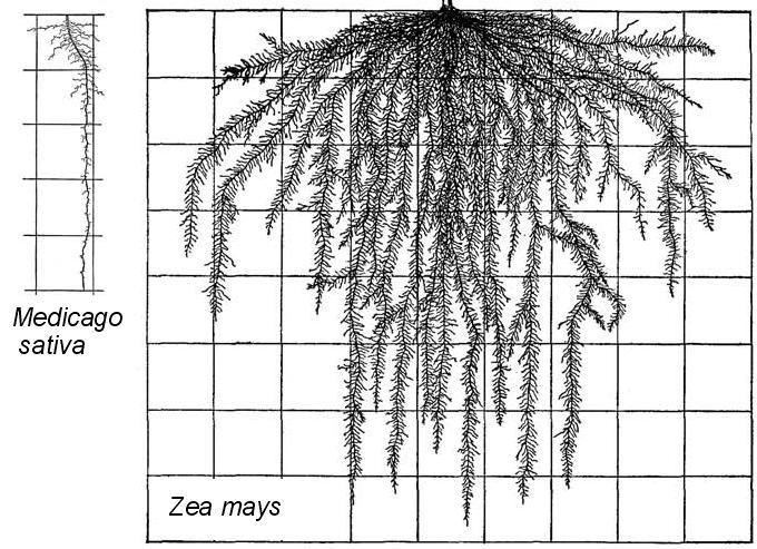 různé typy kořenových systémů kořen