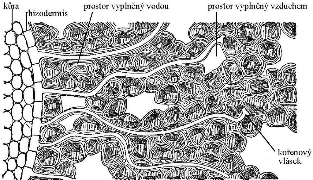 příjem vody