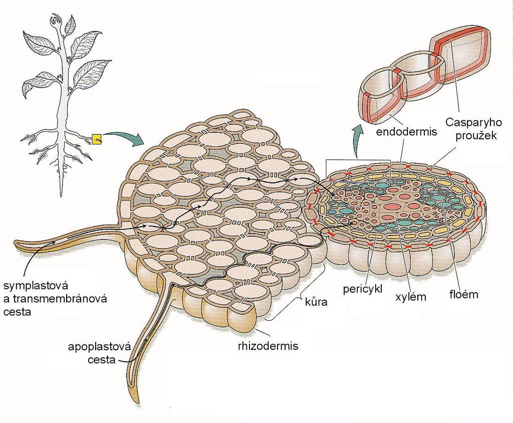 příjem vody rostlinami vedení vody rostlinami transportní cesty: apoplast symplast suberin