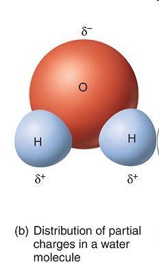 Vlastnosti vody významné pro rostliny molekula malá elektroneutrální polární VODÍKOVÉ MŮSTKY (nejen s vodou) (8 40 kj. mol -1 x vazba C-C 347 kj.