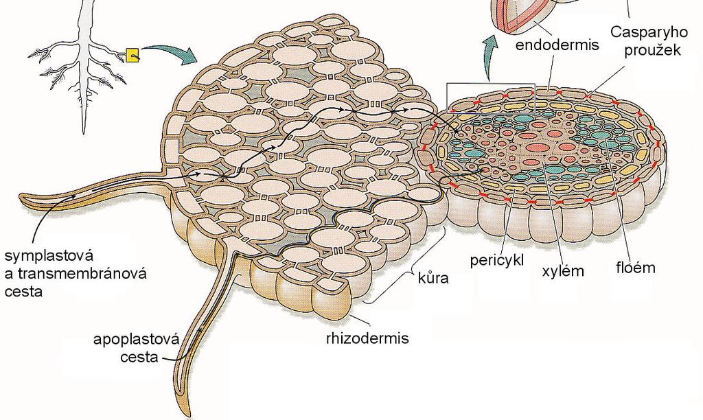 Jak dostat vodu z kořenů až do listů? Hromadným tokem v důsledku osmózy jako v případě floémového toku?