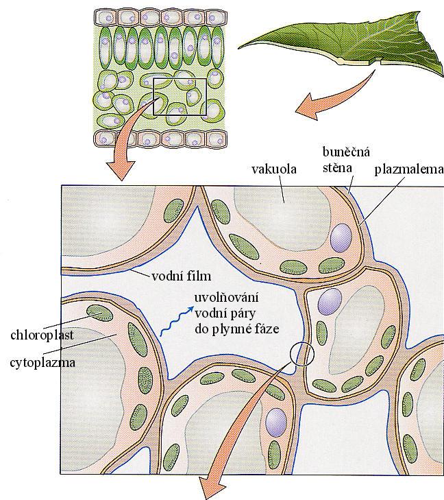 Výdej vody rostlinou ve formě vodní páry =