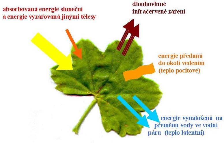 Rostlina, voda a energie rostliny jsou významní klimatičtí činitelé!