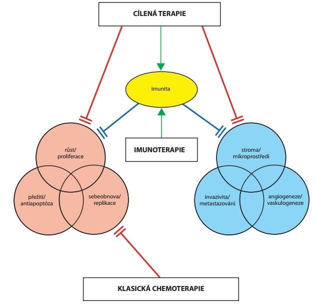 3.3 Cílená biologická léčba renálního karcinomu 3.3.1 Charakteristika Cílená biologická léčba je velkým pokrokem posledních deseti let.