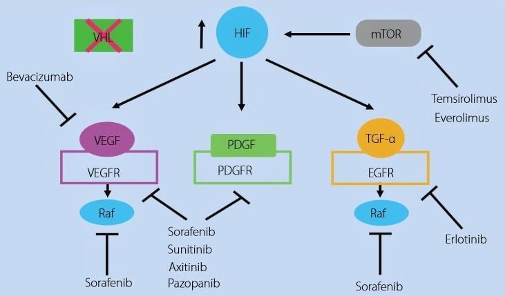 Hlavní zaměření cílené léčby u mrcc je na klíčová místa defektní dráhy VHL/HIF (Von Hippel-Lindau gen/ hypoxií indukovaný transkripční faktor).