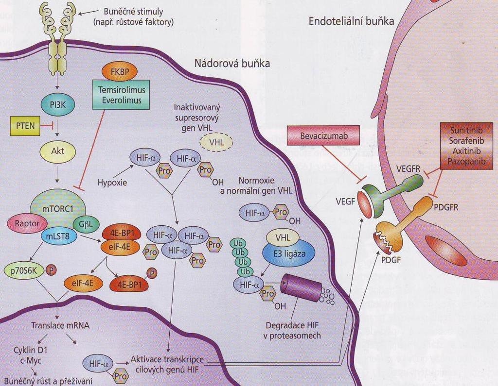 3.3.3 Rozdělení a charakteristika jednotlivých skupin V současné době jsou k terapii pokročilého nebo metastazujícího onemocnění registrovány tyrozinkinázové inhibitory, mezi které patří sunitinib,