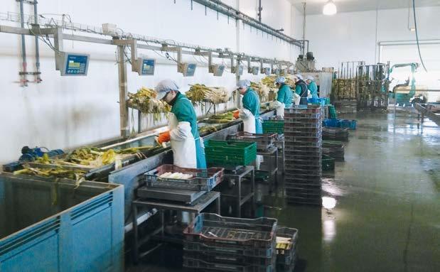 Manuální kontrolní vážení/porcování Zdvojnásobení produktivity Klíčem jsou váhová řešení Španělská společnost, která se specializuje na pěstování a distribuci mrkve a pórku, dlouho hledala způsob,