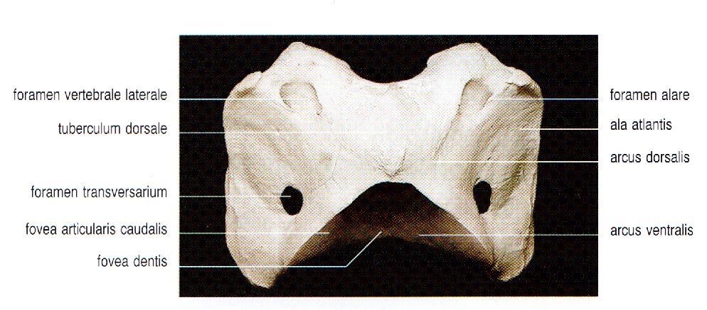 Obr. 2 Atlas dorzální pohled Eq. caballus (König-Liebich, 2003) Čepovec (axis) je velmi mohutným obratlem z jehož kraniální části vyčnívá velký zub čepovce.